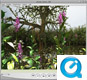 Démo plantes  - panorama 360° (QTVR)