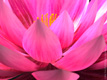 Lotus (détail)